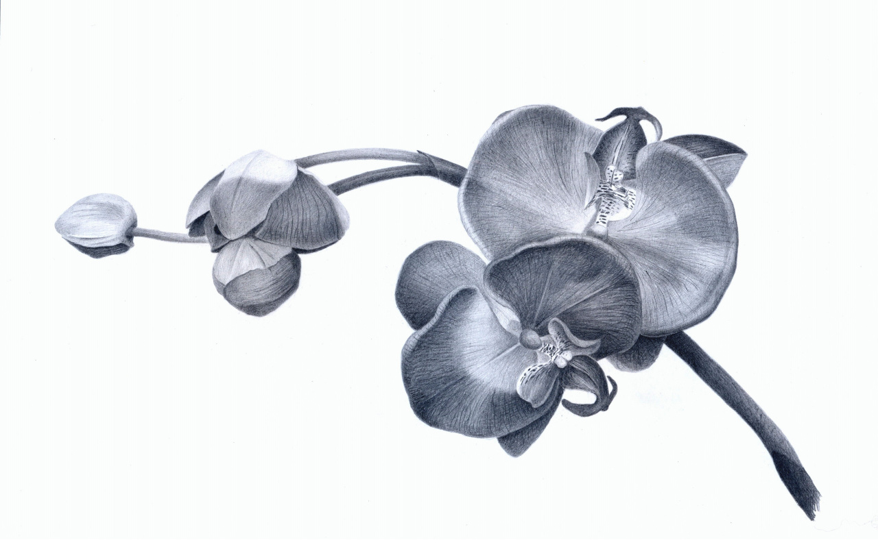 Картина Веточка орхидеи